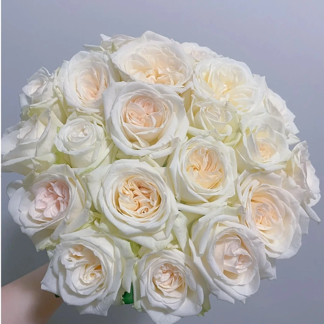 A级精选20枝骄傲单头玫瑰  云南鲜花基地直发 生鲜不支持发货退货