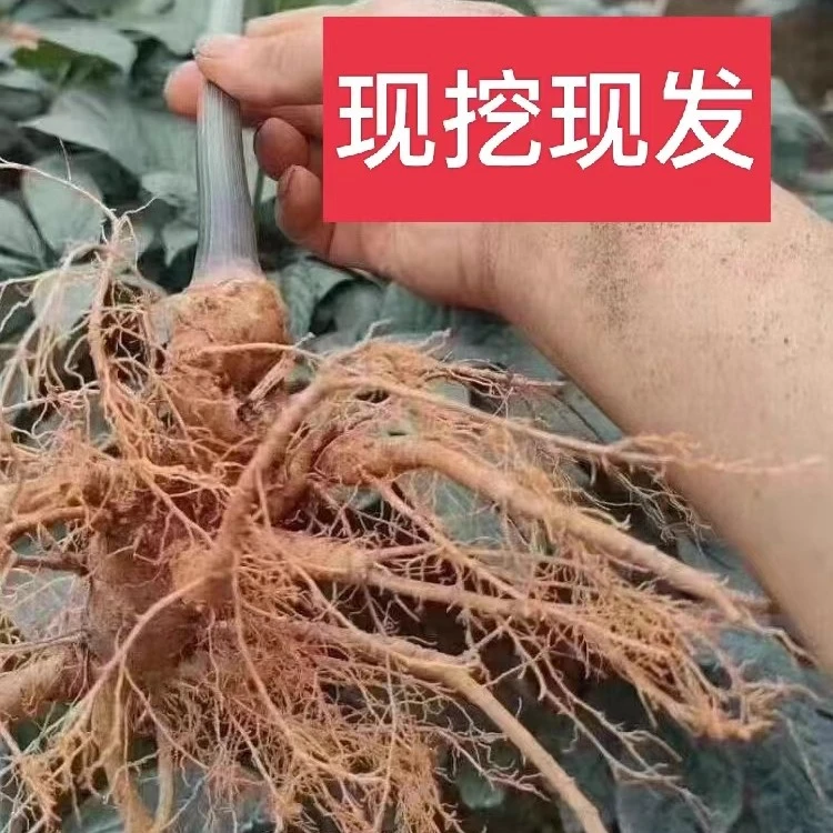 云南特产文山特产鲜三七田七根茎5个6个500g人工采挖包邮