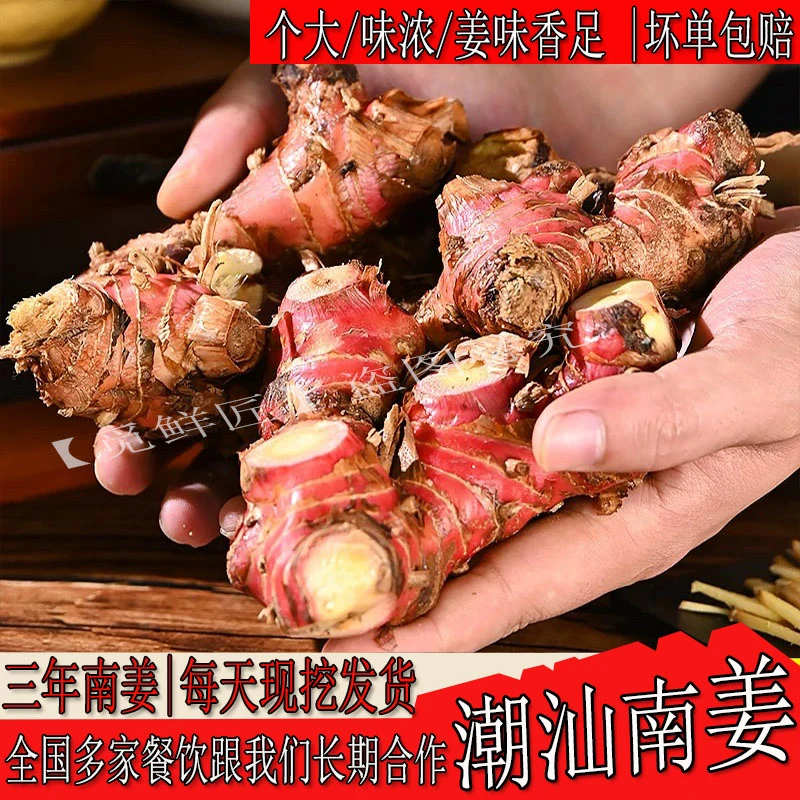 潮汕南姜新鲜现挖去腥提鲜牛羊肉火锅调味品餐饮三年老山姜3斤5斤