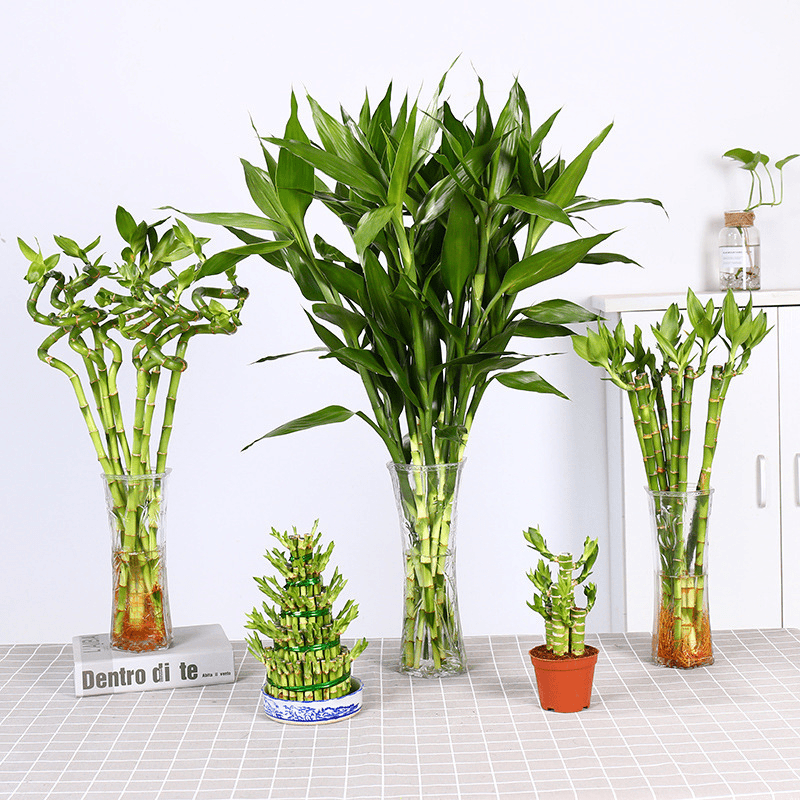 植物盆栽花卉绿植富贵竹