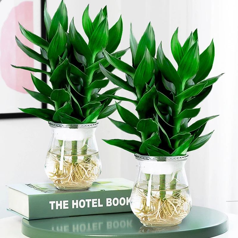 竹水培植物带根花卉绿植绿萝