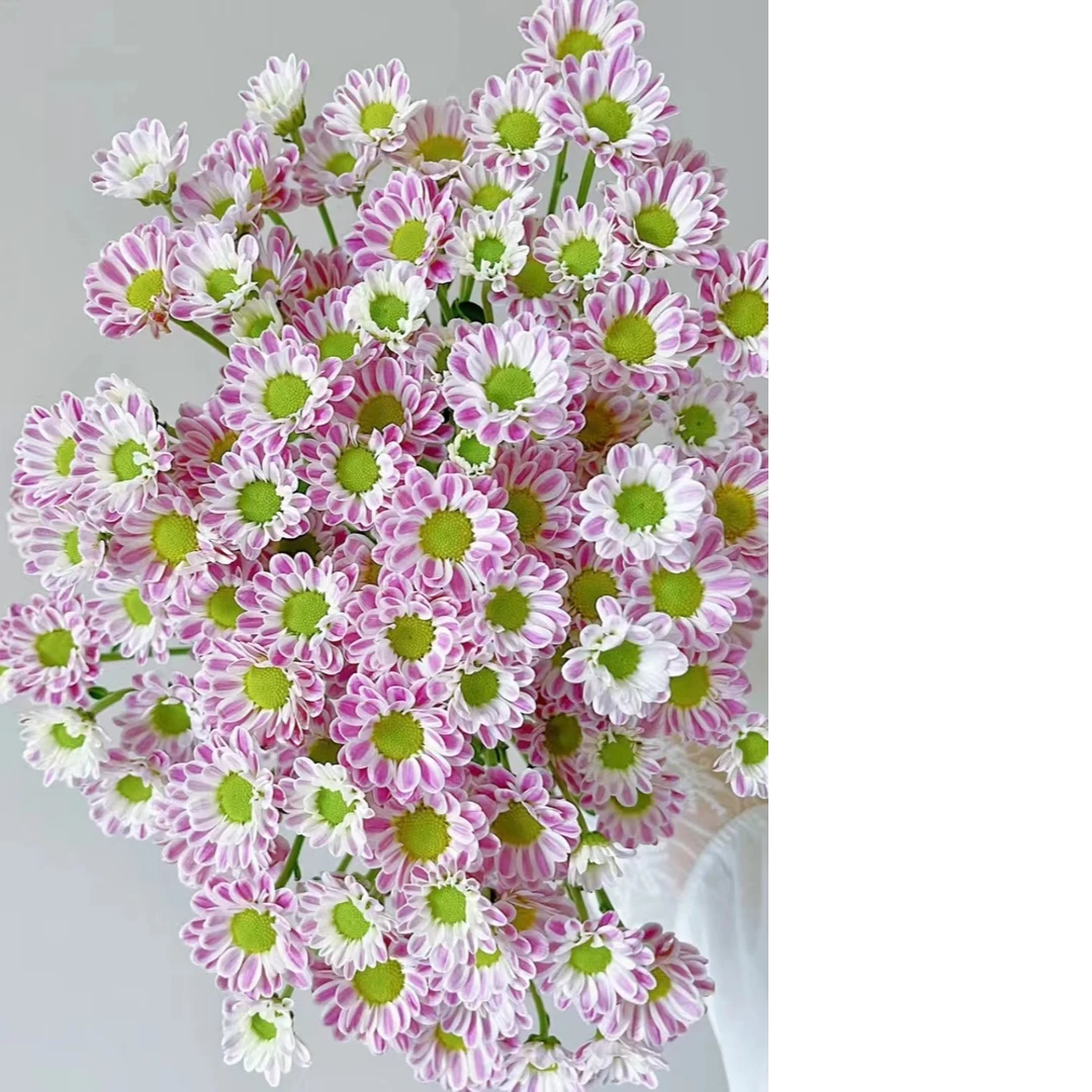 【云舍花卉】【玲珑斑纹】小菊1扎任意2单或以包邮鲜花基地直发
