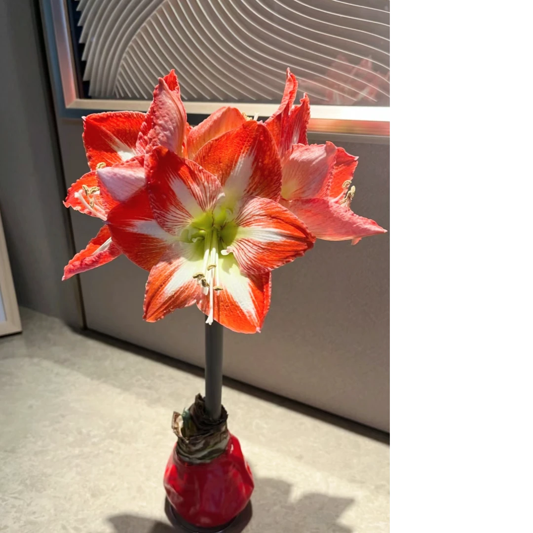 【云舍花卉】蜡封【红白】朱顶红一颗任意两单以上包邮发货基地