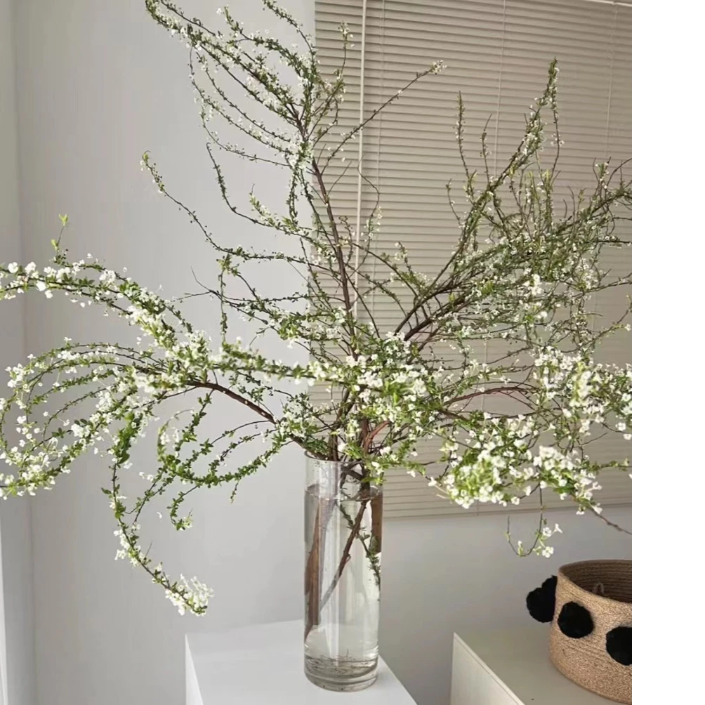 【云舍花卉】高品质鲜枝雪柳1-1.2米左右一扎 此商品单件包邮，