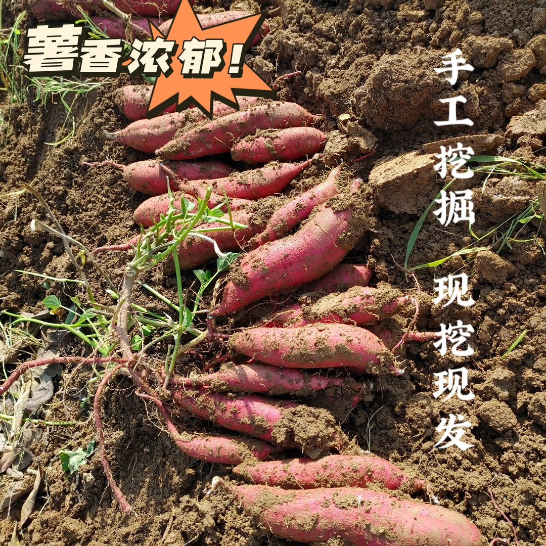 【薯味香浓，粉糯香甜】正宗板栗红薯，越放越好吃！净重4.5-5斤地瓜
