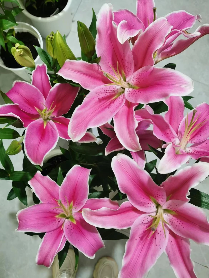 【马龙 】盆栽百合  生花苞发货 室内室外多年生植物 夏季春季冬季