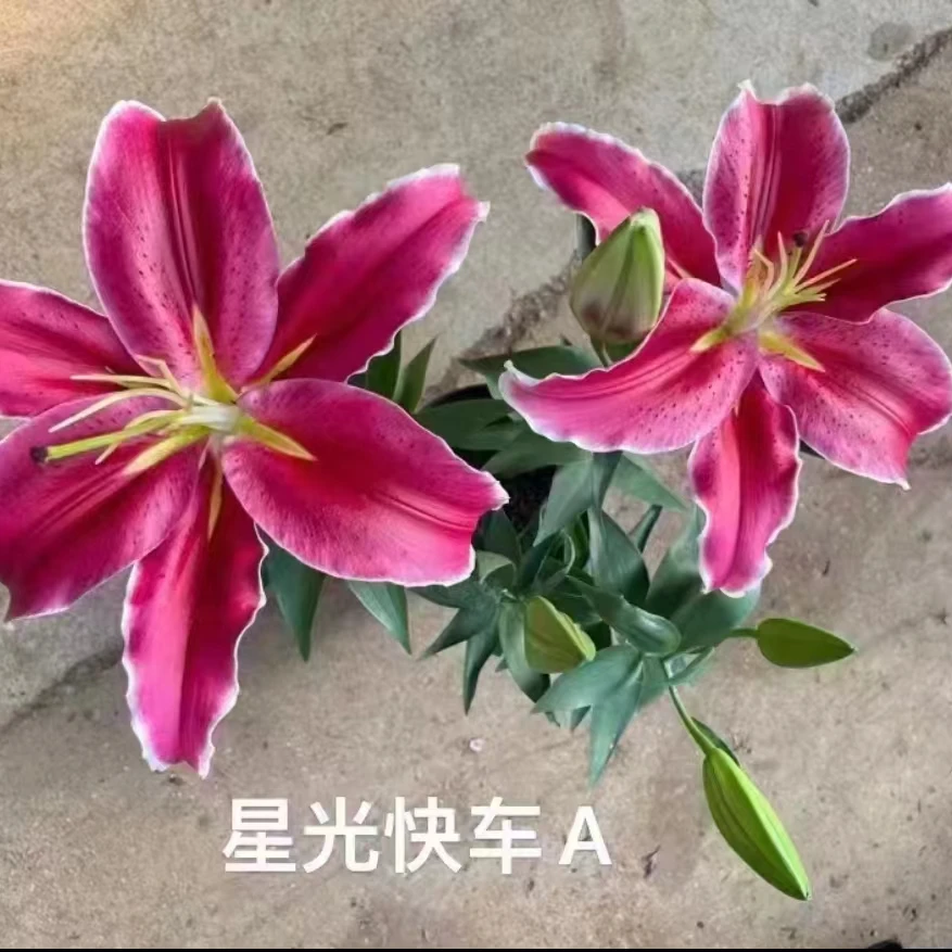 【  星光快车 】  盆栽 室内室外多年生植物 夏季春季冬季