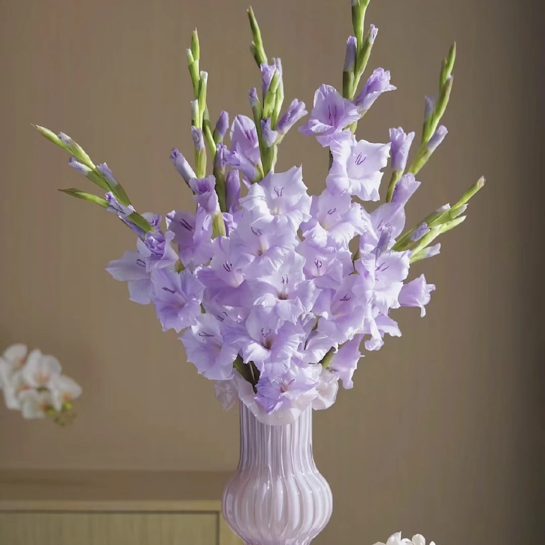 剑兰四单包邮零下不拍保温棉冻坏不售后