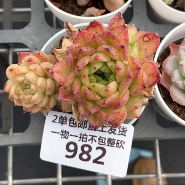 982
