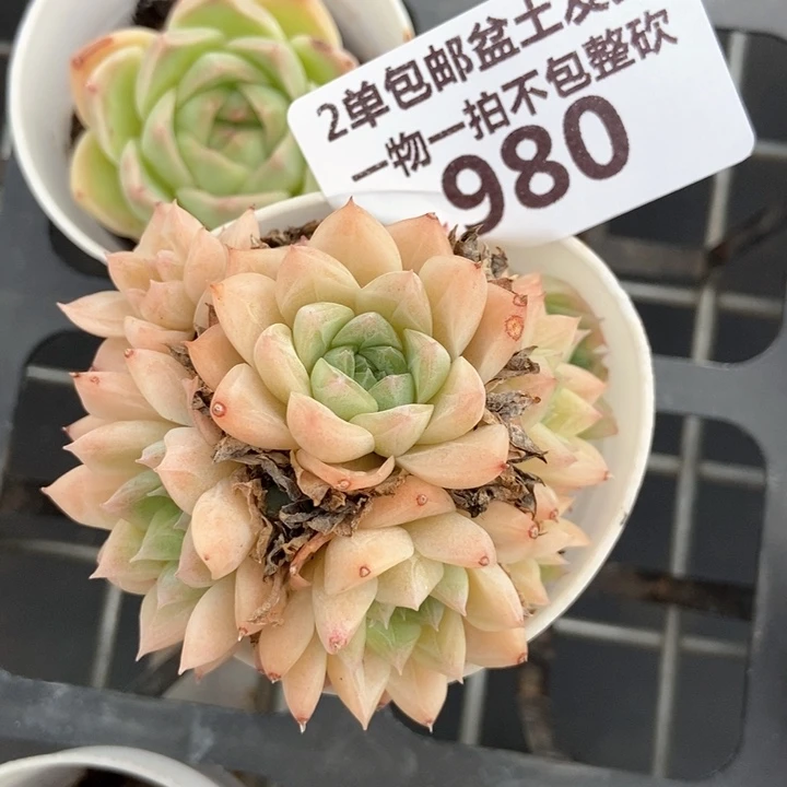980