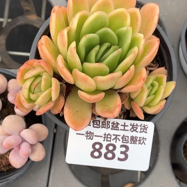 883