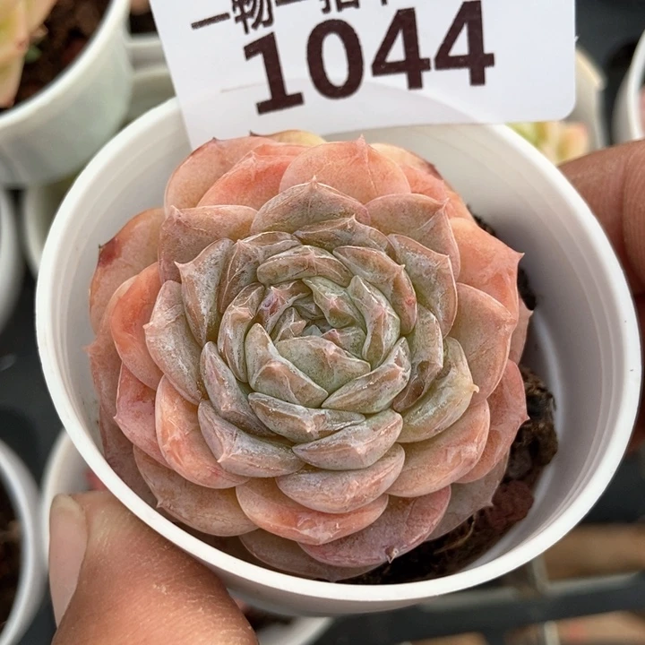 1044