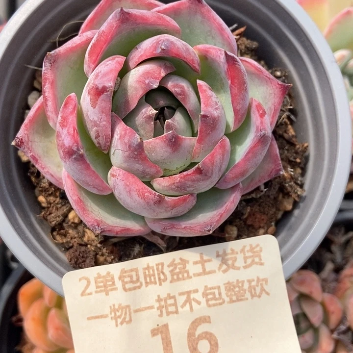 富**电16