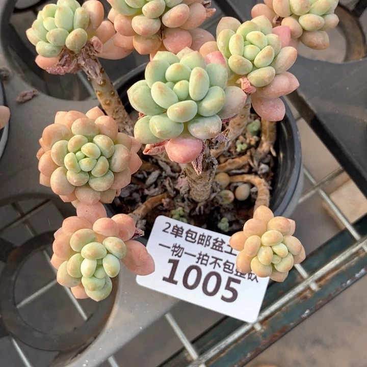浅****）1005