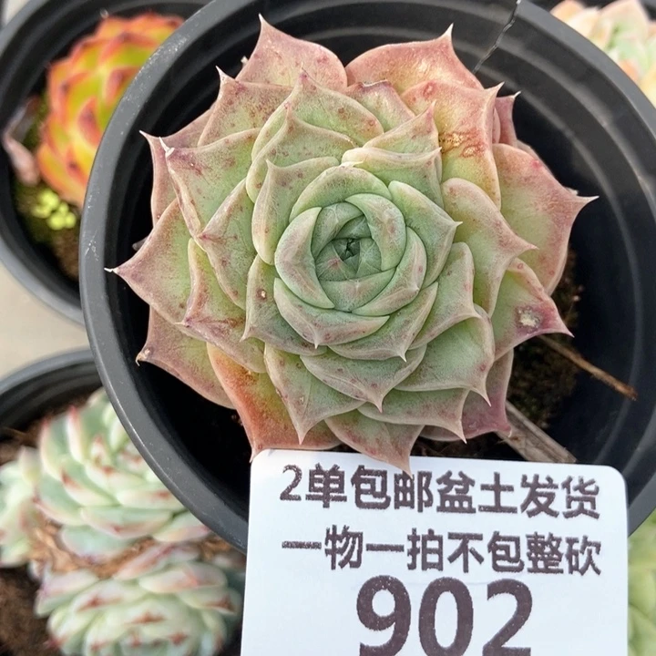 902