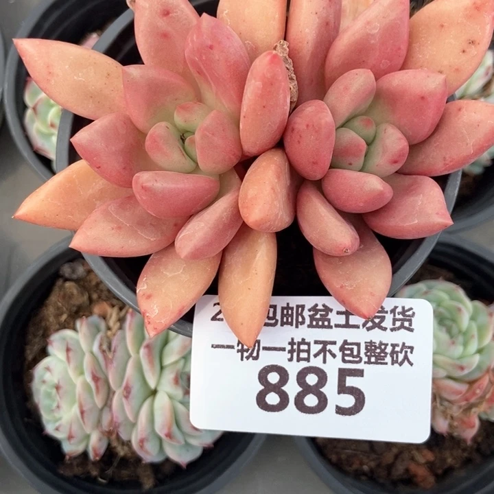 885