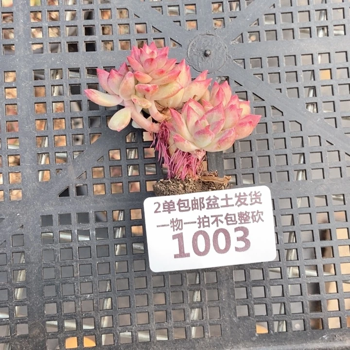 浅****）1003