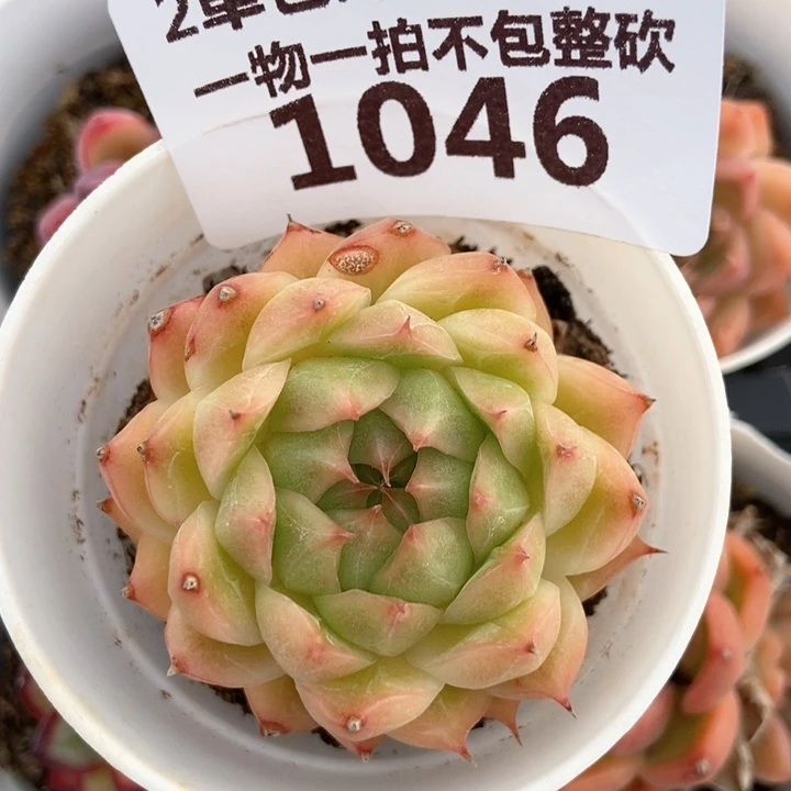 1046