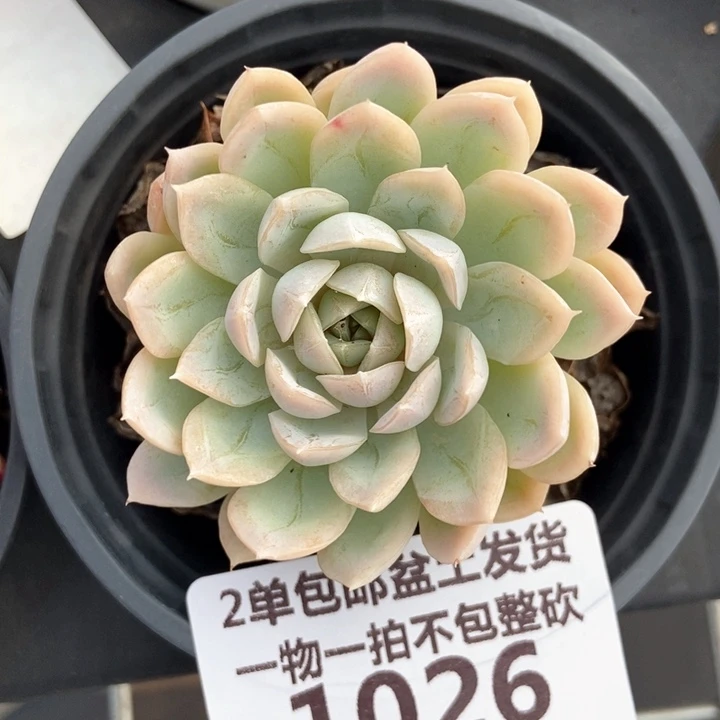 1026