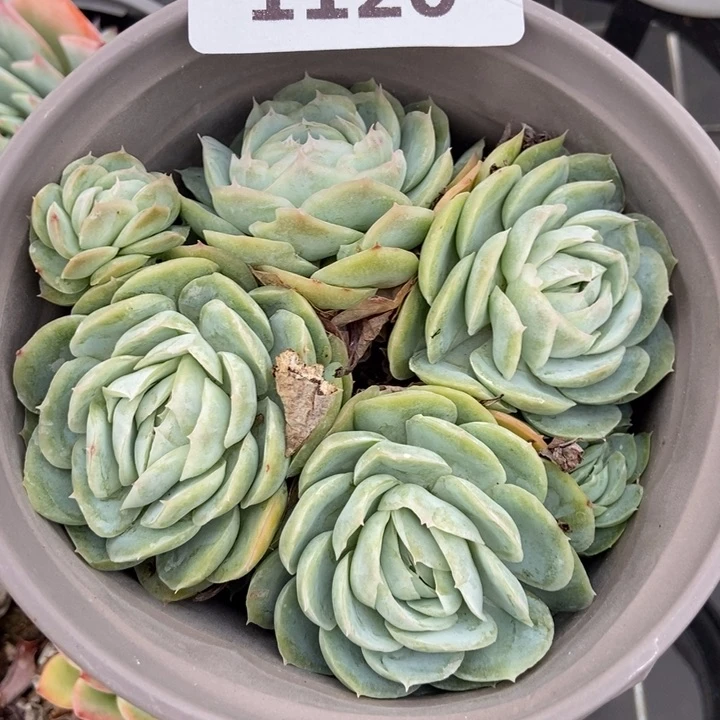 1120