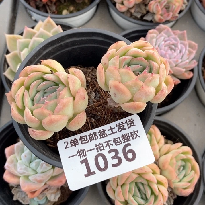 1036