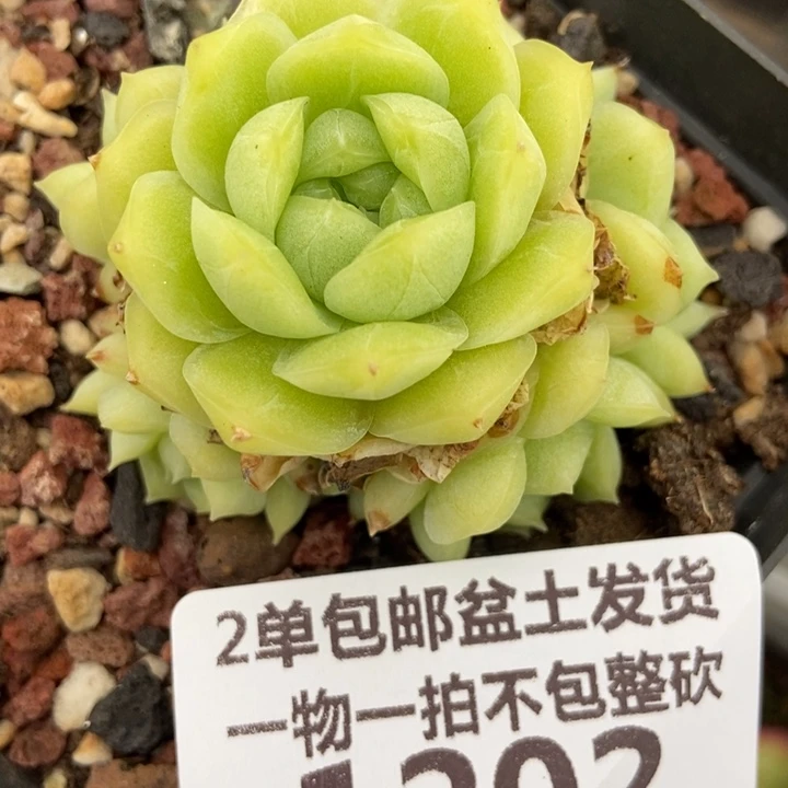 1202