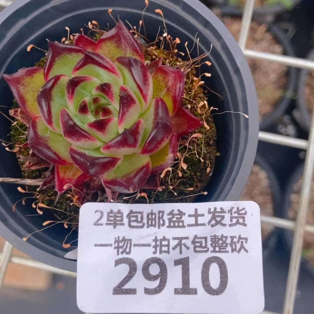 2910。