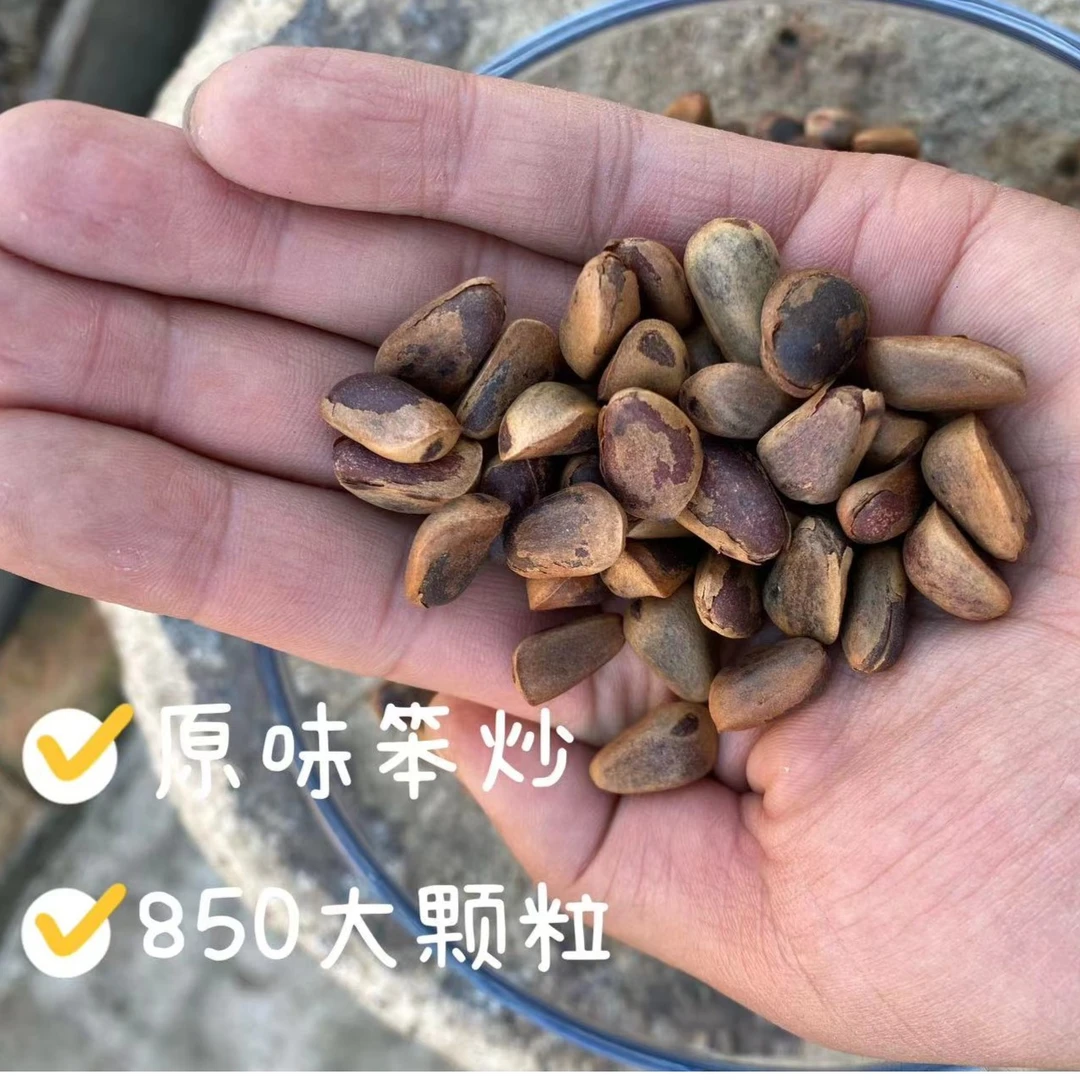 小兴安岭伊春松子 500g×1袋 （松子 开口 大颗粒 送钳子 原味笨炒）