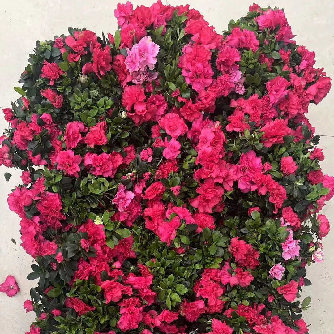 四季西洋杜鹃花苗带花苞四季开花庭院盆栽植物室外常绿杜鹃花树苗