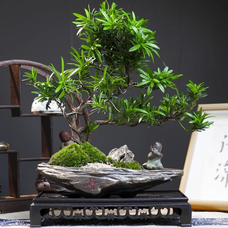 罗汉松盆景老桩植物盆栽雀舌树苗造型树室内花绿植桌面微景观好养