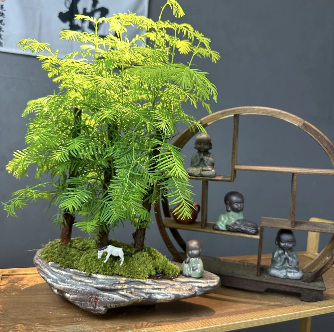 【水杉盆景】丛林老桩绿植落羽杉金叶水杉室内盆景盆栽喜水喜湿