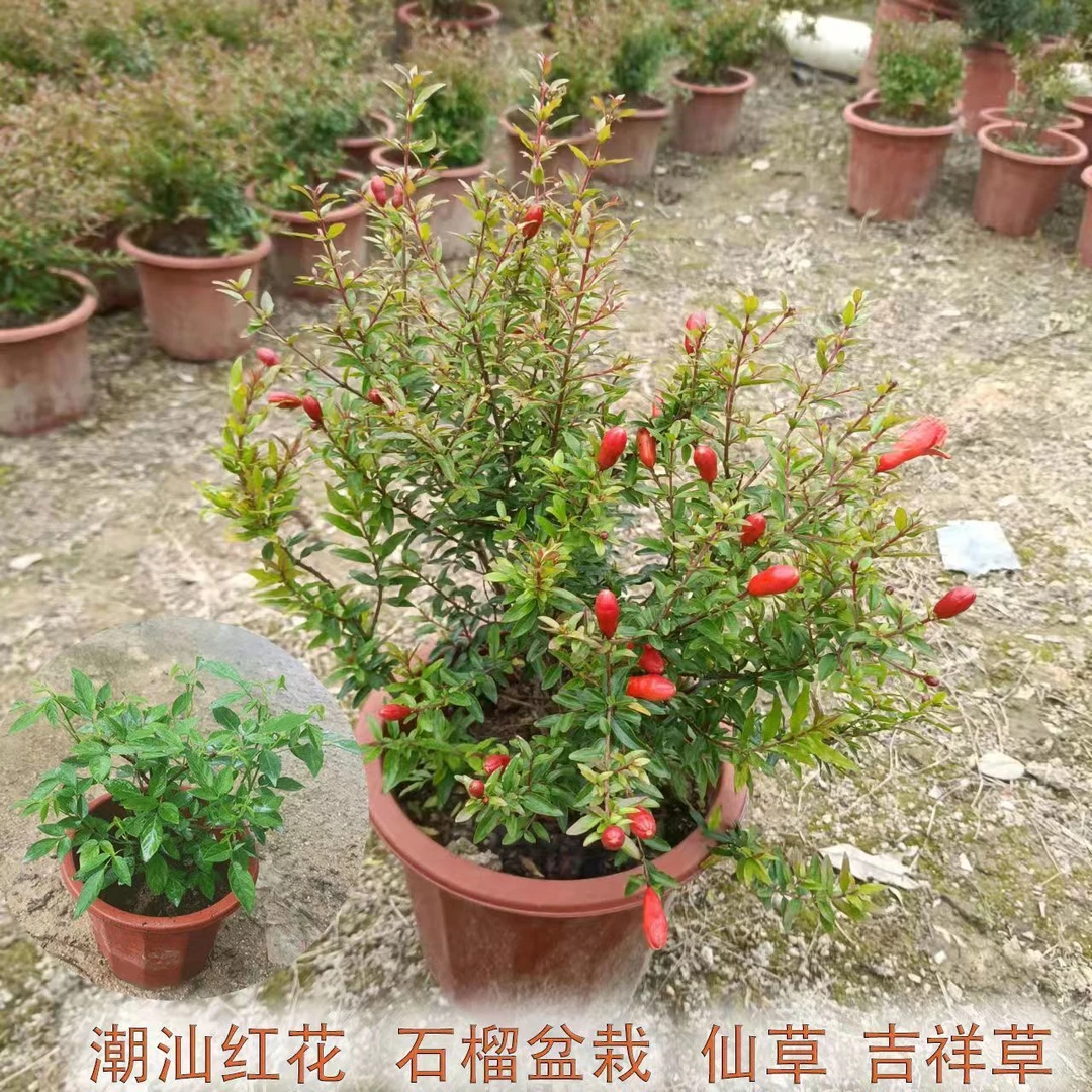潮汕喜庆红花石榴花盆栽仙草抹草小槐花适合阳台庭院种植盆栽发货