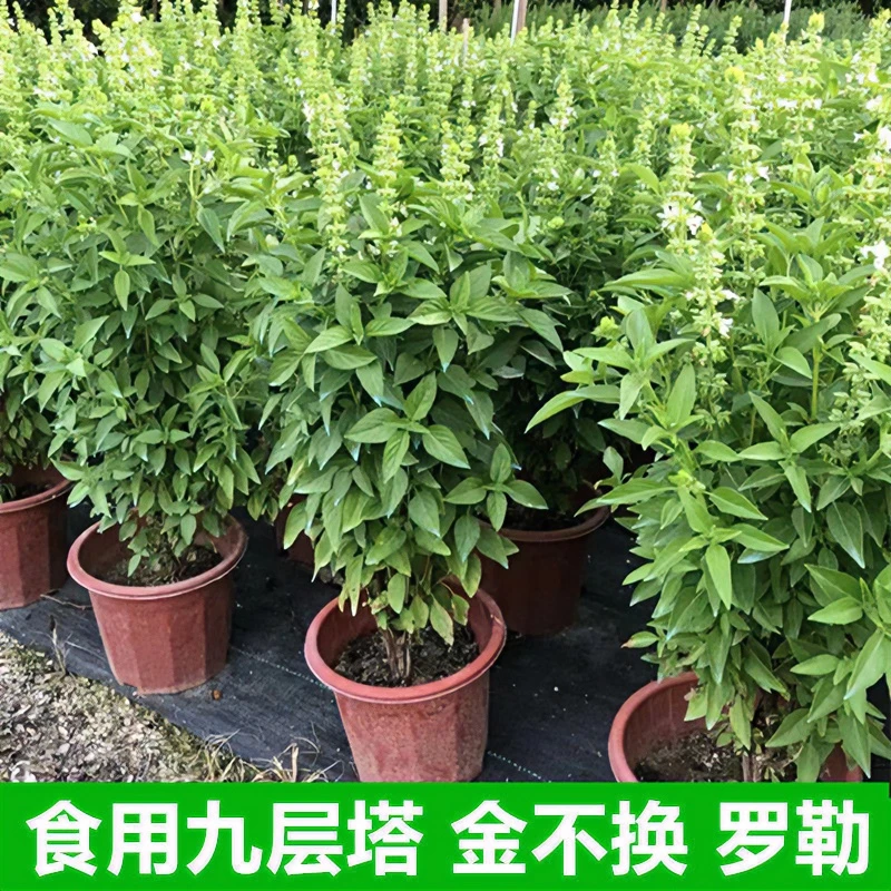 九层塔新鲜苗潮汕金不换罗勒可食用叶子可吃香料厨房盆栽翠绿植物