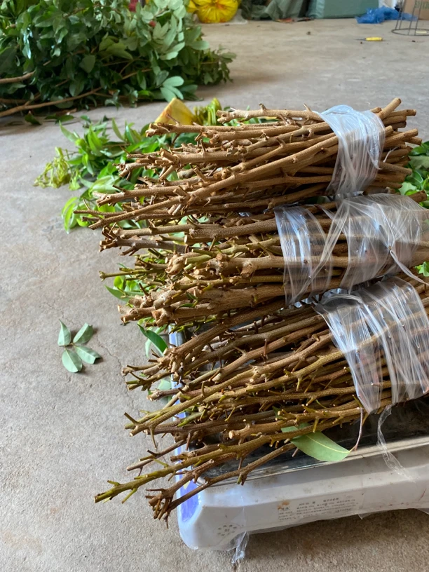 桂味树枝 枝条 荔乡小植