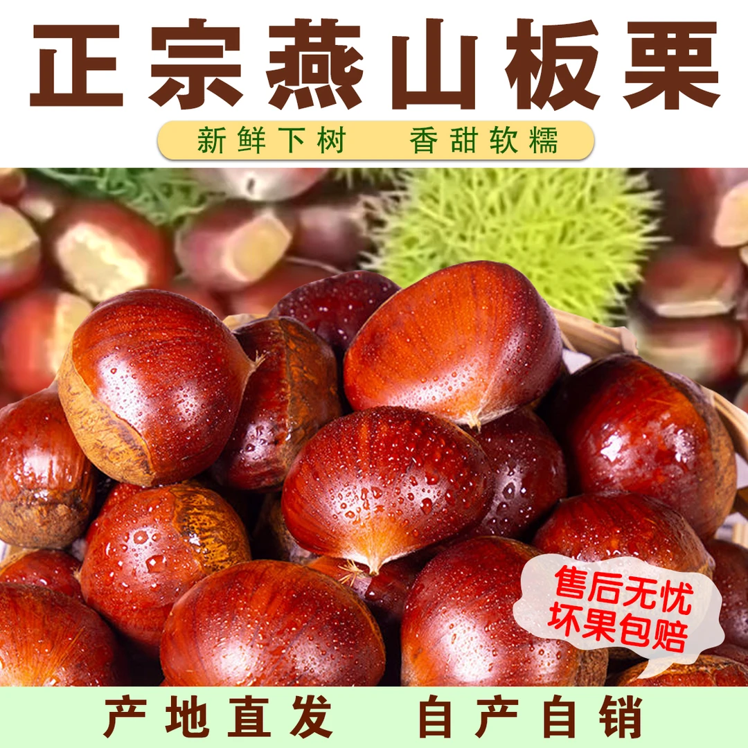 2024年燕山板栗3113新鲜发货精选［小栗王］软糯香甜皮薄易剥鲜发货