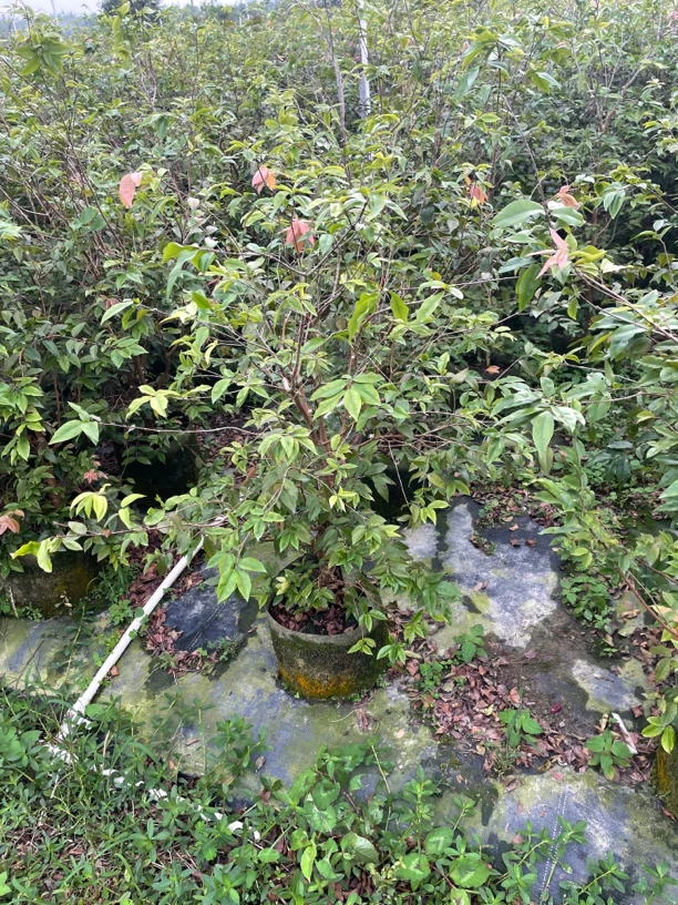 红妃树苗（一物一拍）