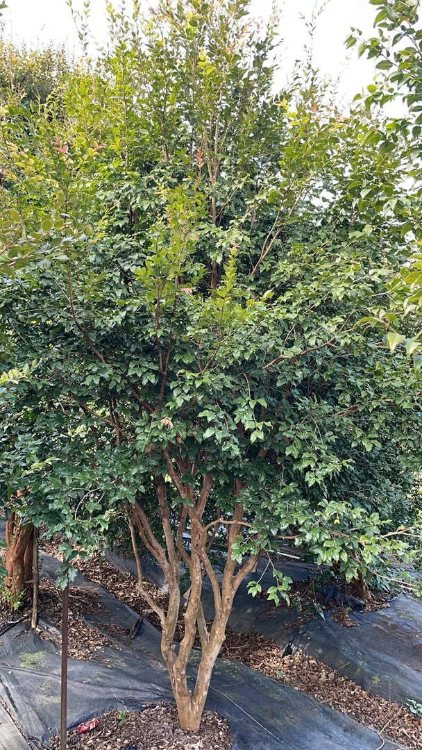 皇冠树苗（一物一拍）