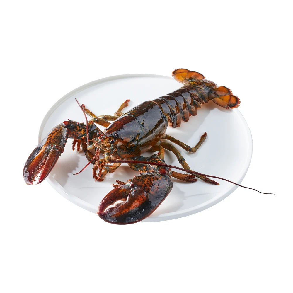 鲜活 波士顿龙虾 750-900g/只 预售