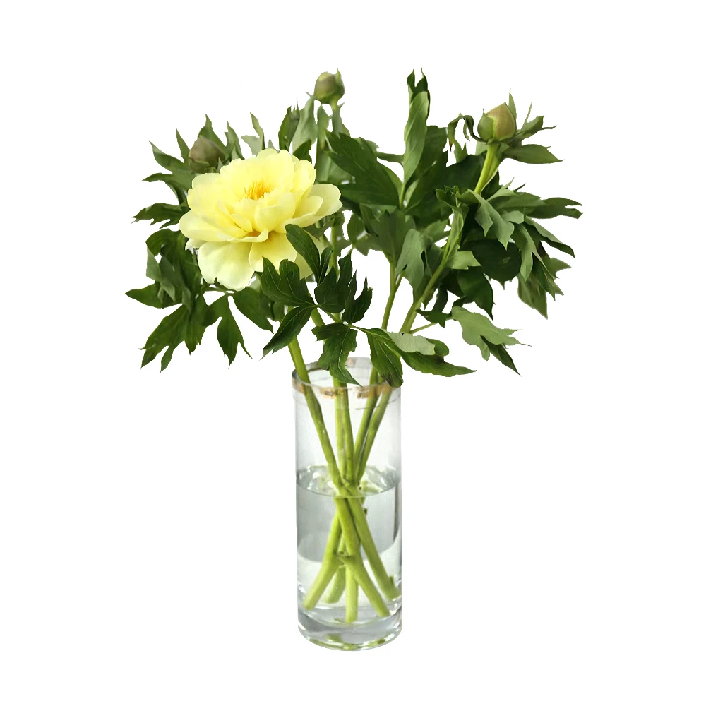 重瓣芍药 巴茨拉 5支