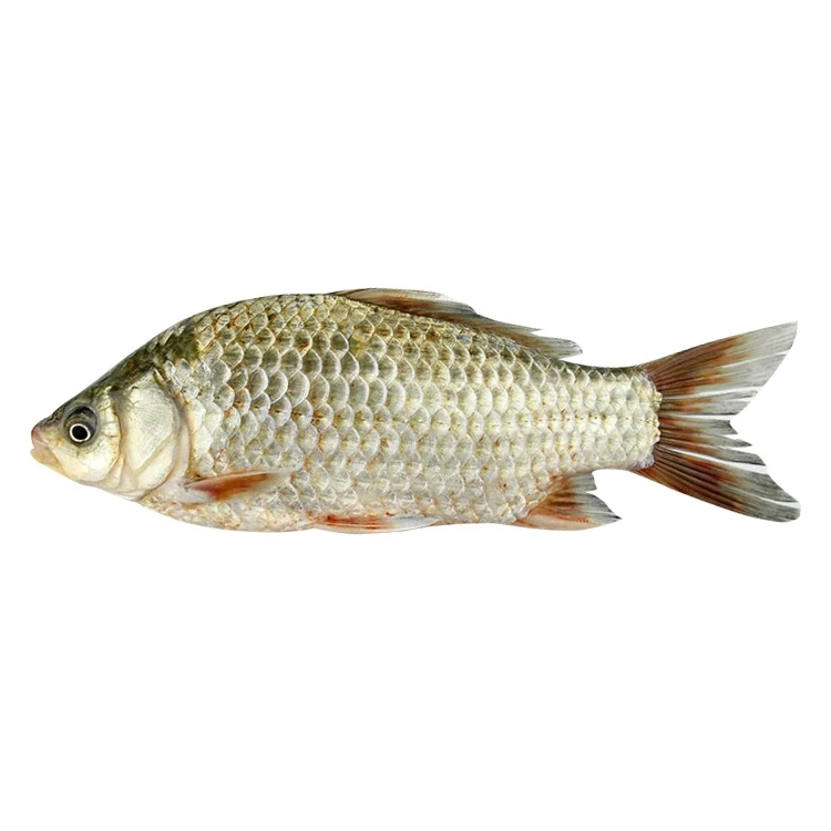 鲜活 鲫鱼200-300g/条