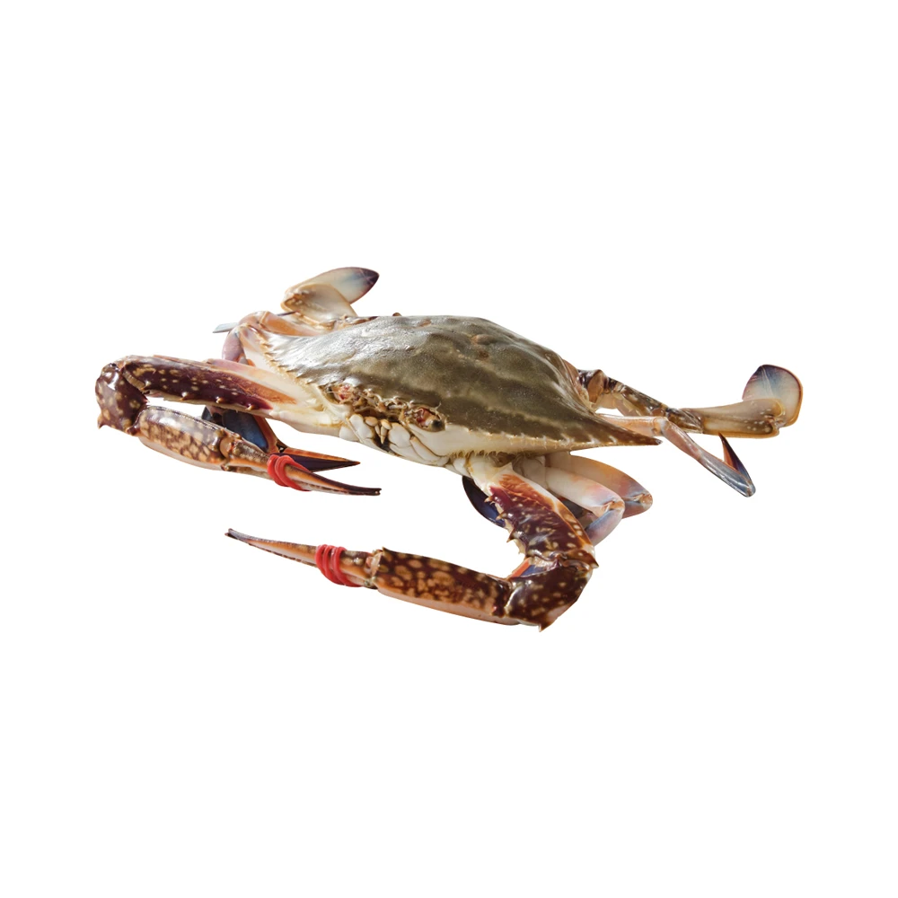鲜活 东沟飞蟹(梭子蟹) 250-300g/只
