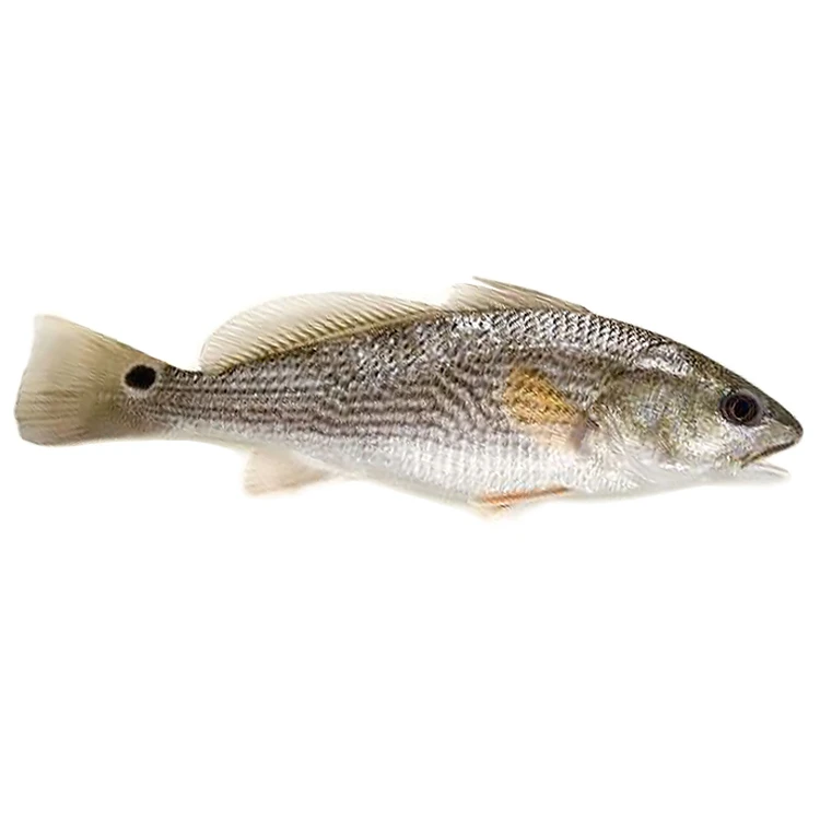 鲜活 白花鱼500-600g/条