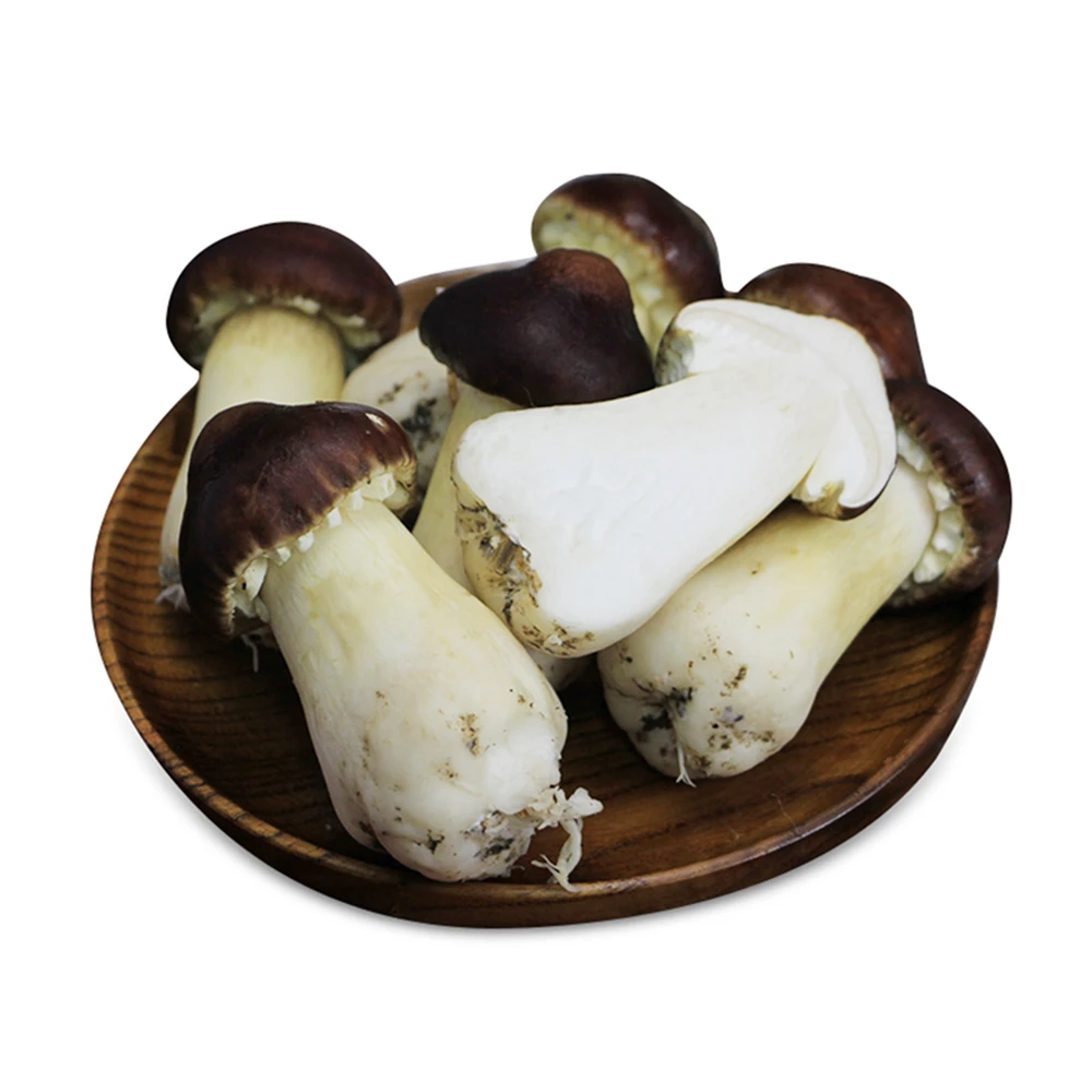 【菌菇星球】赤松茸 250g