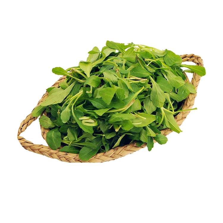 盒马日日鲜 马兰头300g