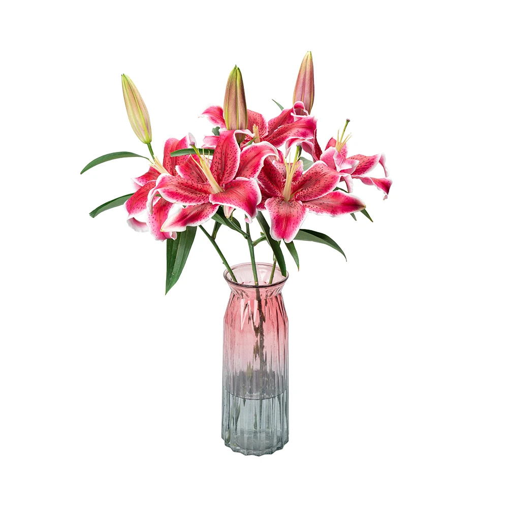 三头百合 黑美人 3支