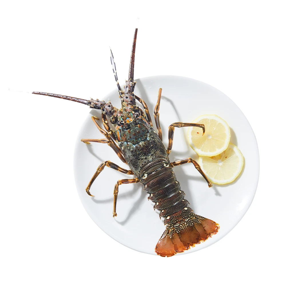 鲜活 青龙虾 150-200g/只