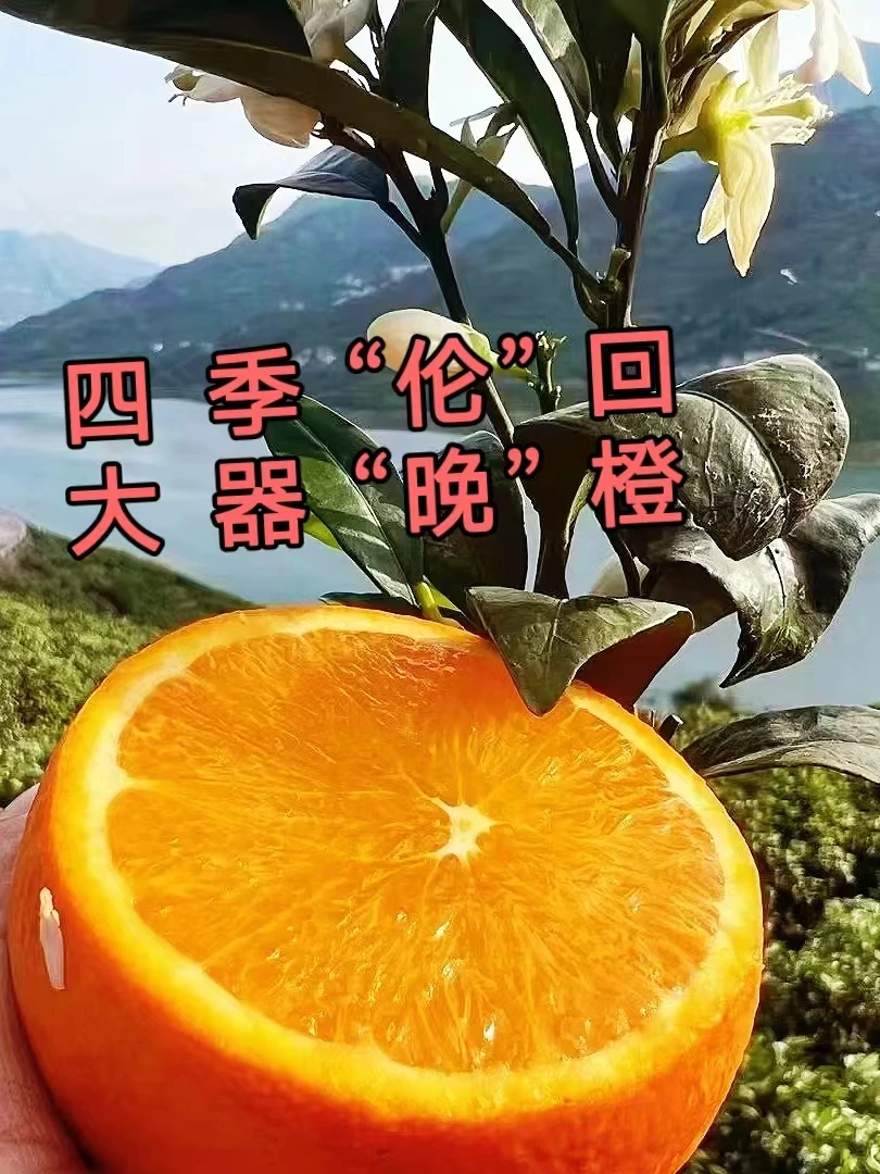 湖北秭归伦晚脐橙5/9鲜橙橙香爆汁细嫩甜橙橙子现摘应季新鲜水果