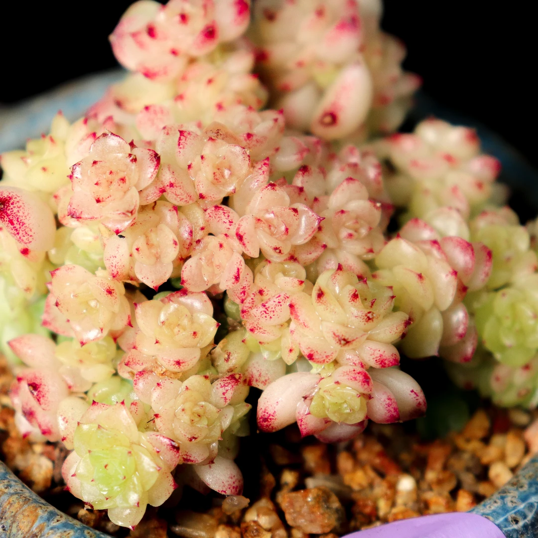 一物一拍（201-300）