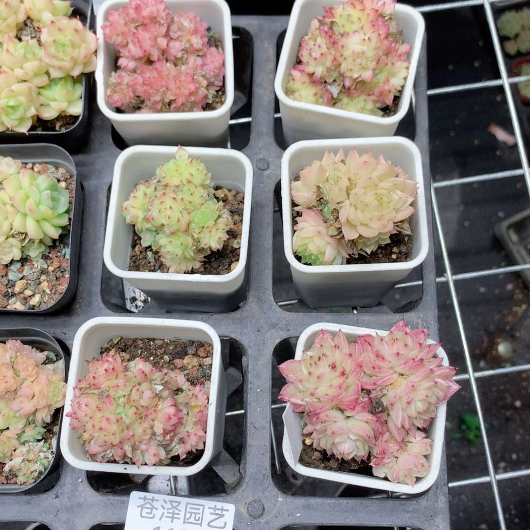 1128 女王麦秆套餐6颗 不包整