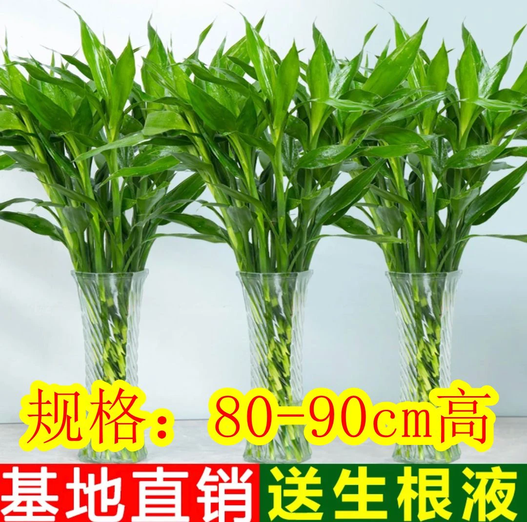 雀森金太阳富贵竹水培植物好养易货室内居家办公懒人植物花开富贵